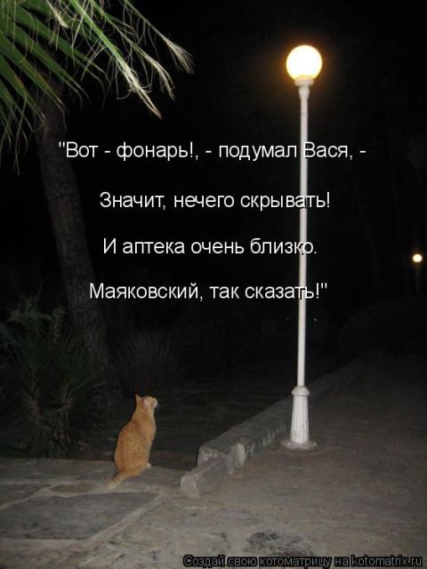 Лучшие котоматрицы недели