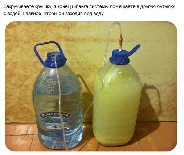 Как приготовить имбирный эль в домашних условиях (8 фото)