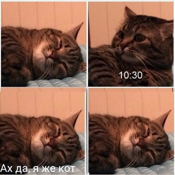 Порция картикнок