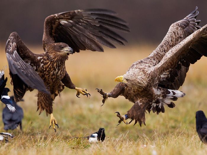Лучшие фотографии National Geographic Russia в мае Лучшие фотографии National Geographic Russia в мае