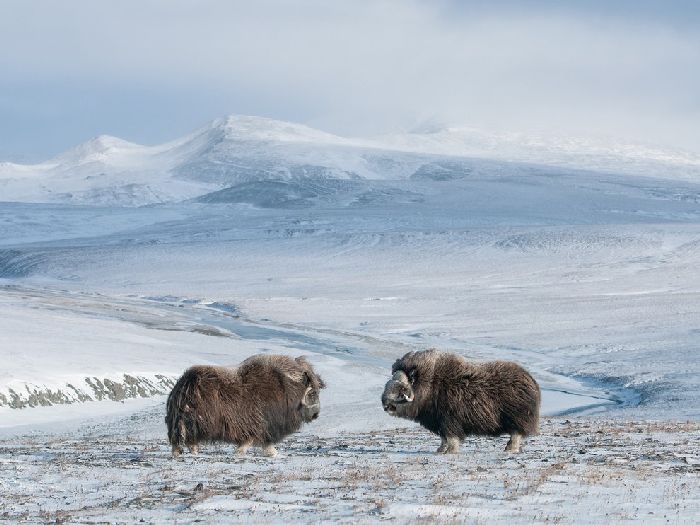 Лучшие фотографии National Geographic Russia в мае Лучшие фотографии National Geographic Russia в мае