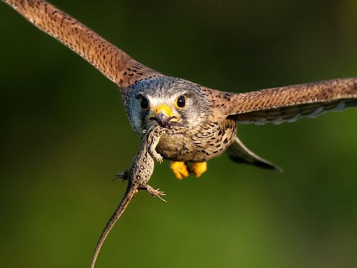 Лучшие фотографии National Geographic Russia в мае Лучшие фотографии National Geographic Russia в мае