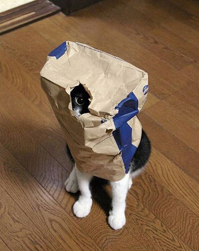 Кошки, которые не умеют играть в прятки