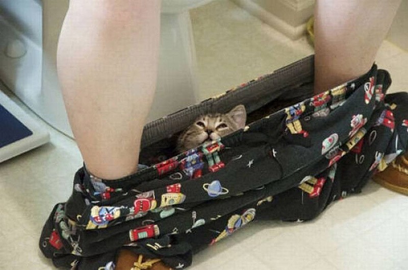 Кошки, которые не умеют играть в прятки