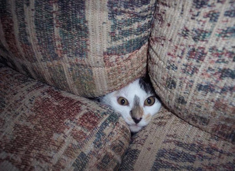 Кошки, которые не умеют играть в прятки