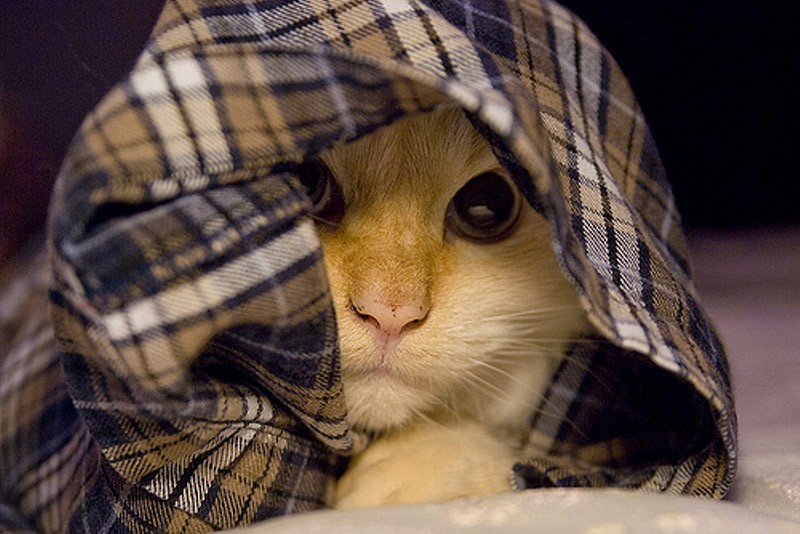 Кошки, которые не умеют играть в прятки