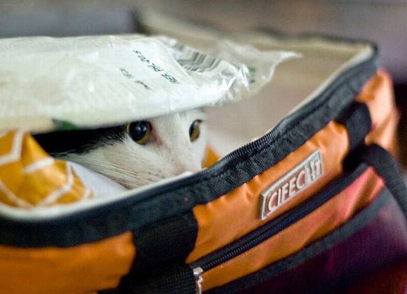 Кошки, которые не умеют играть в прятки