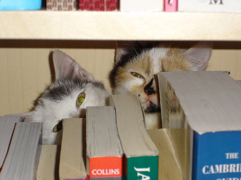 Кошки, которые не умеют играть в прятки
