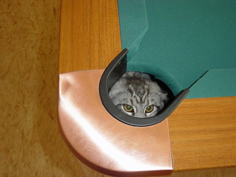Кошки, которые не умеют играть в прятки