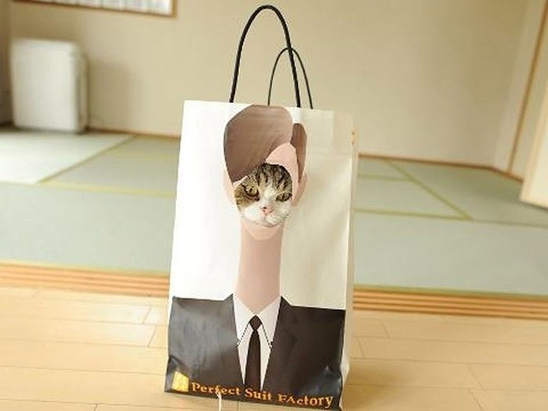 Кошки, которые не умеют играть в прятки