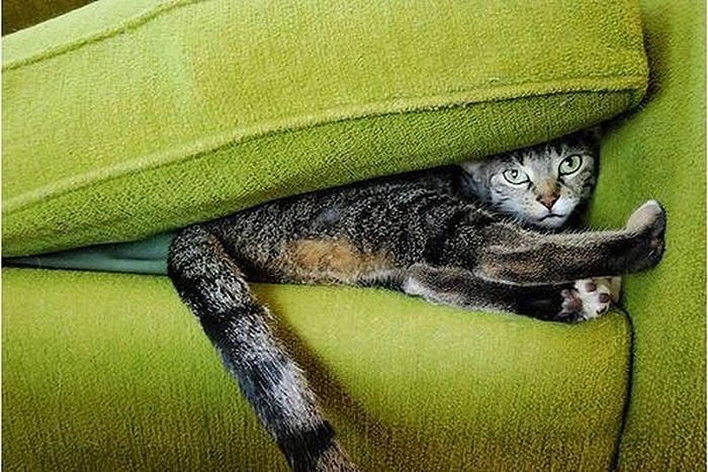 Кошки, которые не умеют играть в прятки