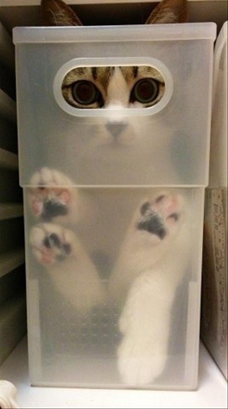 Кошки, которые не умеют играть в прятки