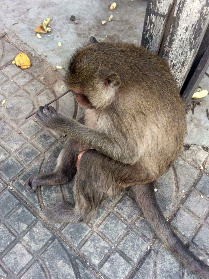 Спасение макаки со стрелой в голове