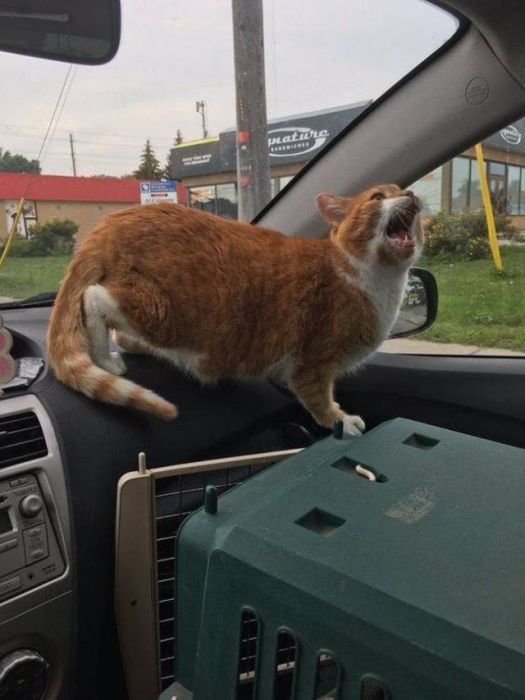 Животные не любят поездки к ветеринару