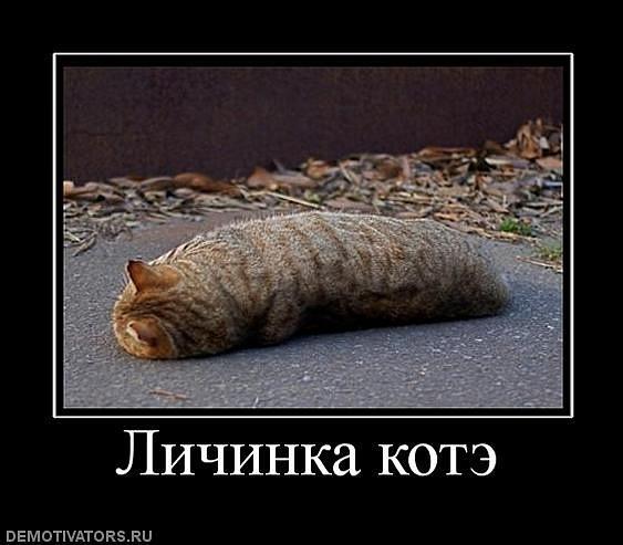 Демотиваторы (53 фото)