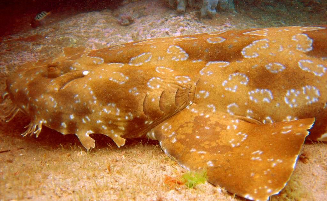 Устрашающие акулы с морских глубин Устрашающие акулы с морских глубин