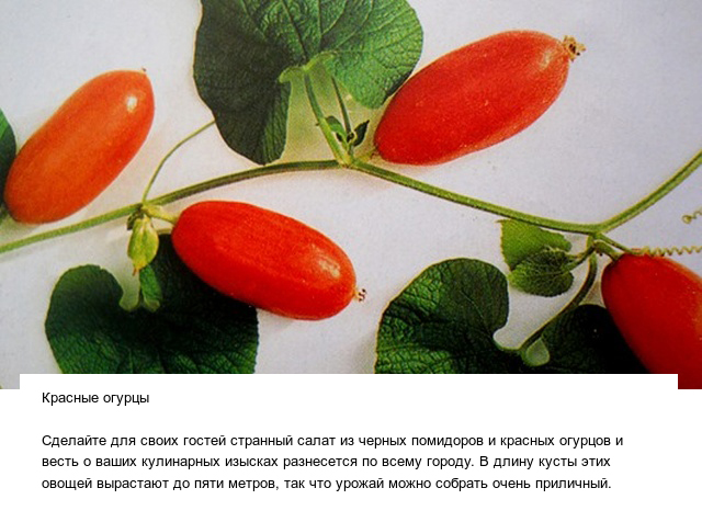 Странные овощи и необычные плоды, которые вас точно удивят