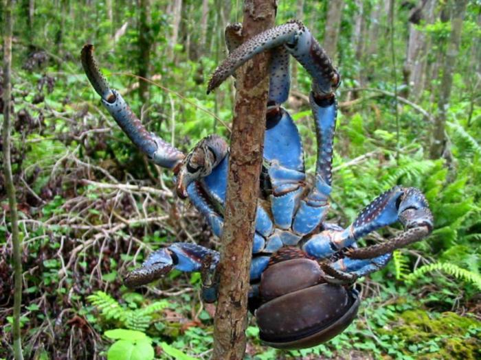 Кокосовый краб Кокосовый краб
