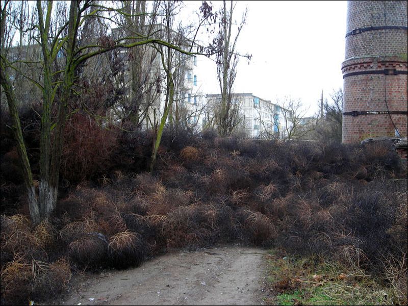 Нашествие перекати - поле (17 фото)
