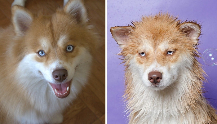 Думали, что мокрые кошки смешные? Это вы ещё собак не видели!