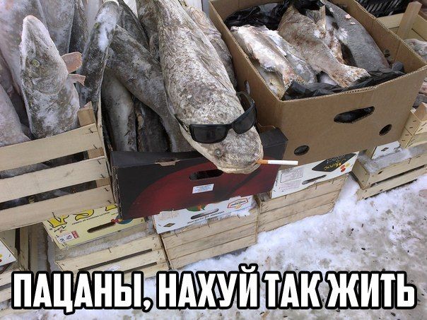 Прикольные картинки (92 фото)