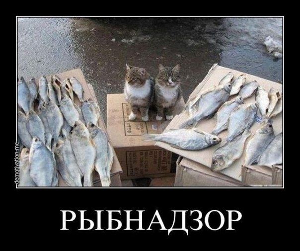 Прикольные картинки (92 фото)