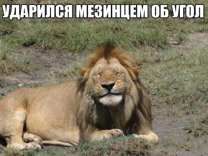 Порция картинок