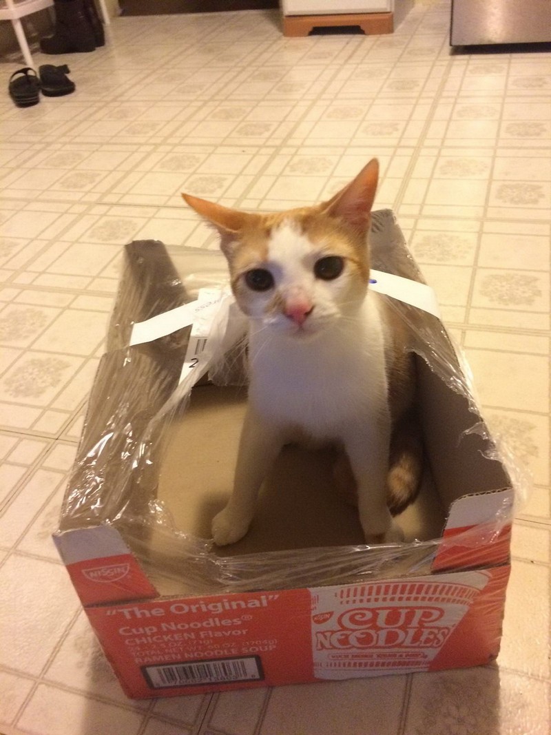 Забавные и симпатичные животные