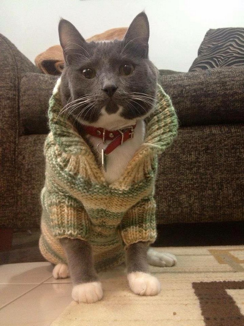 Забавные и симпатичные животные