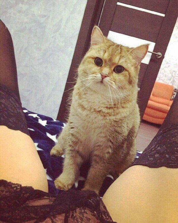 Вестник социальных сетей