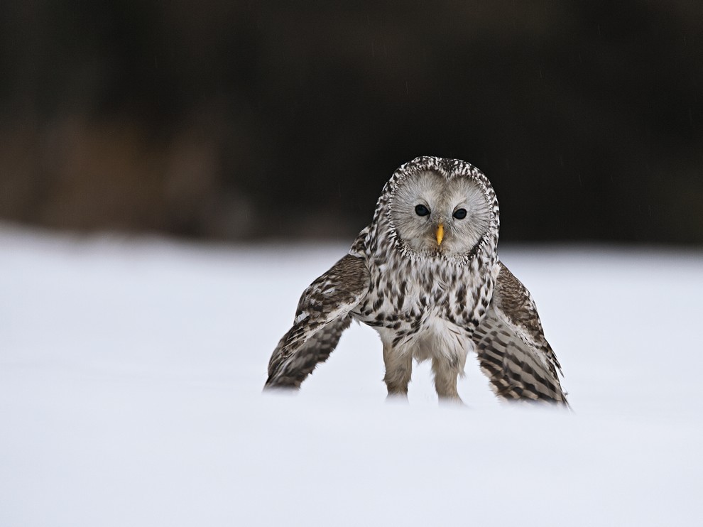 Лучшие фотографии августа 2012 от National Geographic (28 фото)