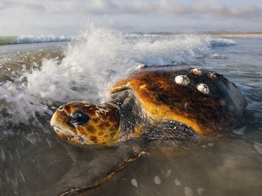 Лучшие фотографии августа 2012 от National Geographic (28 фото)