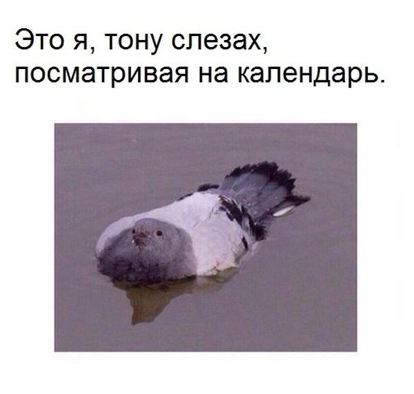 Порция картинок