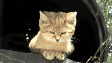 Песчаный кот Песчаный кот