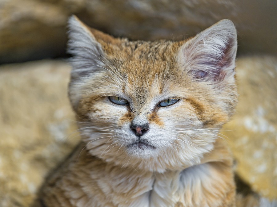 Песчаный кот Песчаный кот