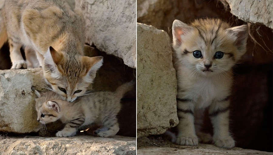 Песчаный кот Песчаный кот