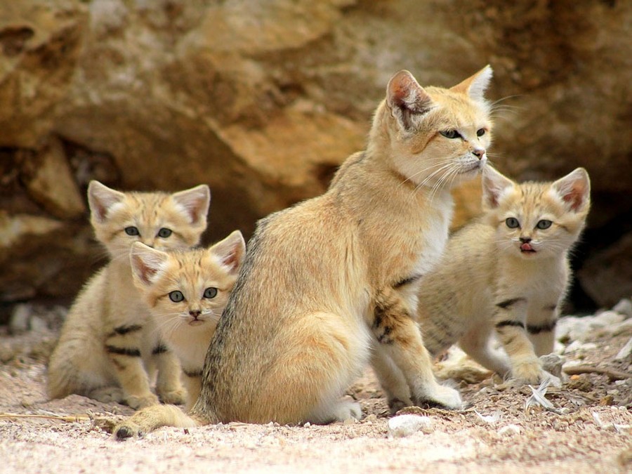 Песчаный кот Песчаный кот