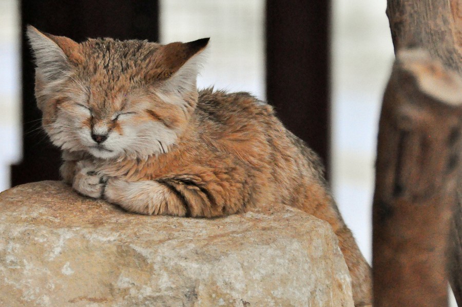 Песчаный кот Песчаный кот