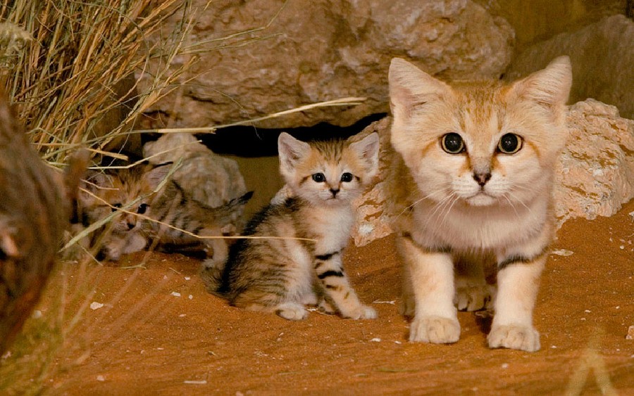 Песчаный кот Песчаный кот