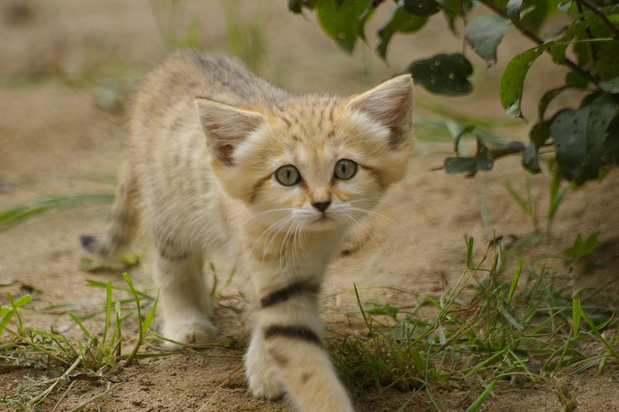 Песчаный кот Песчаный кот