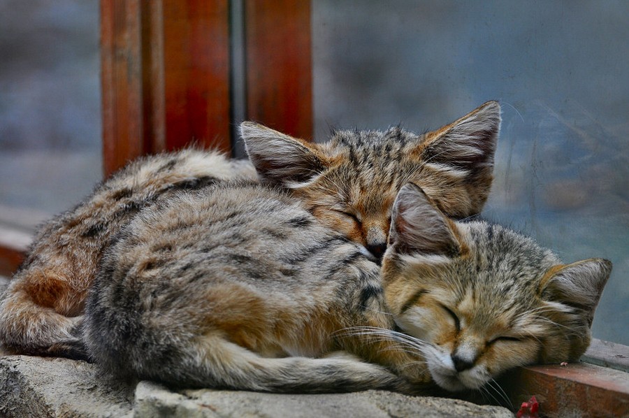 Песчаный кот Песчаный кот