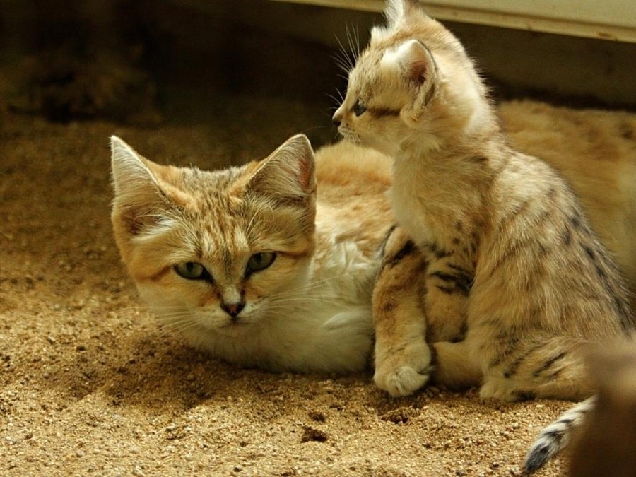 Песчаный кот Песчаный кот