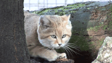 Песчаный кот Песчаный кот