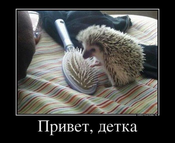 Демотиваторы (66 фото)