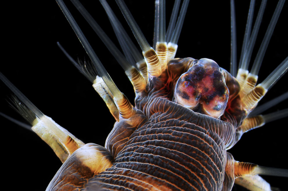 Конкурс микрофотографии Nikon Small World 2013 Конкурс микрофотографии Nikon Small World 2013