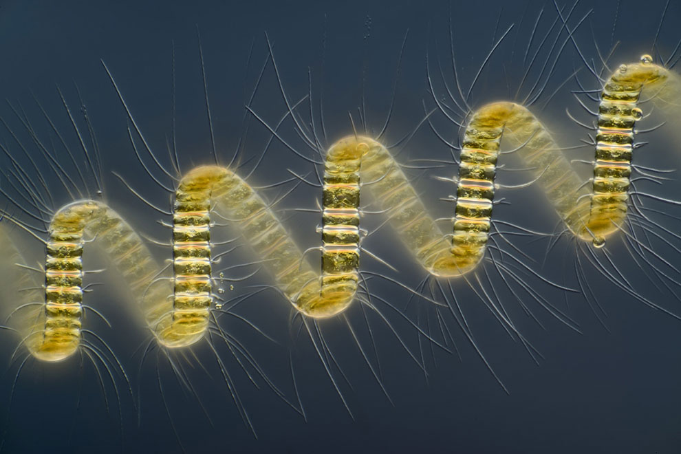 Конкурс микрофотографии Nikon Small World 2013 Конкурс микрофотографии Nikon Small World 2013