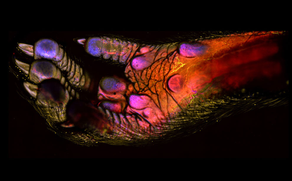 Конкурс микрофотографии Nikon Small World 2013 Конкурс микрофотографии Nikon Small World 2013