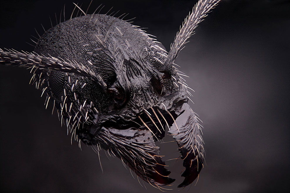 Конкурс микрофотографии Nikon Small World 2013 Конкурс микрофотографии Nikon Small World 2013
