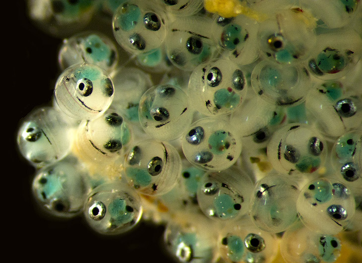 Конкурс микрофотографии Nikon Small World 2013 Конкурс микрофотографии Nikon Small World 2013