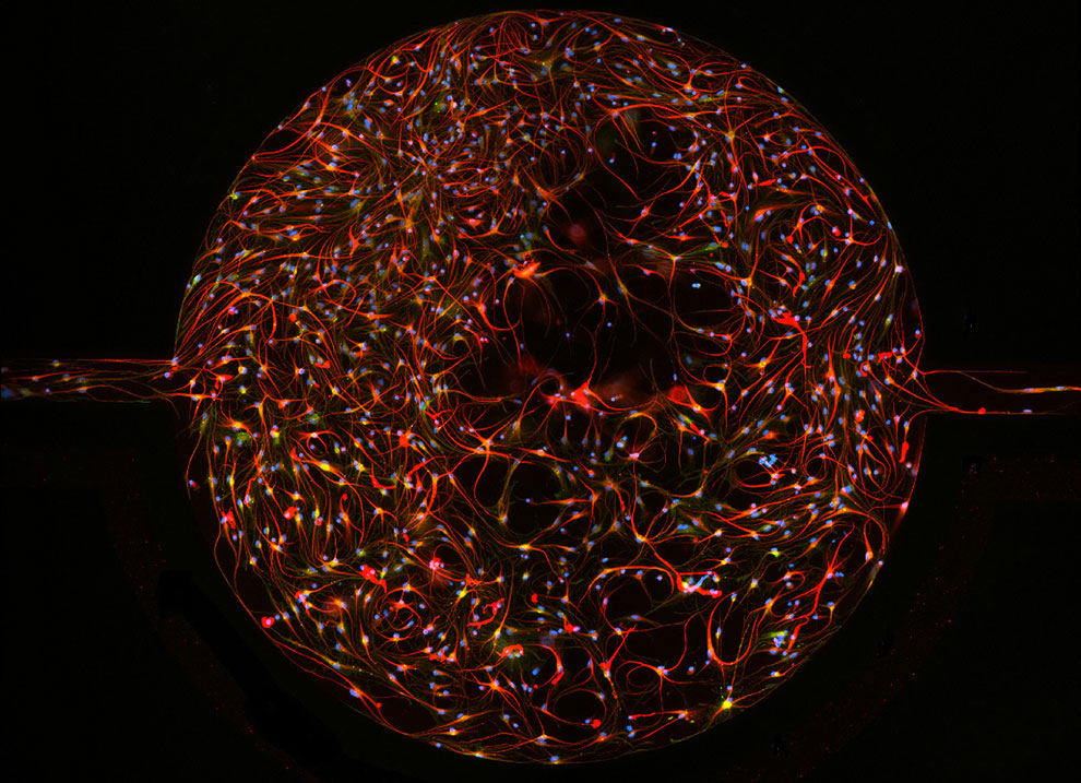 Конкурс микрофотографии Nikon Small World 2013 Конкурс микрофотографии Nikon Small World 2013